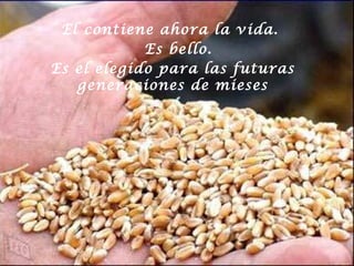 El contiene ahora la vida.
Es bello.
Es el elegido para las futuras
generaciones de mieses

 