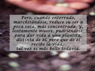 Pero, cuando enterrado,
marchitándose, reduce su ser a
poca cosa, más concentrada. Y,
lentamente muere, pudriéndose,
para dar vida a una plantita,
distinta de él, pero que de él
recibe la vida,
tal vez es más bello todavía.

 