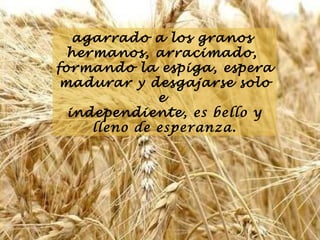 agarrado a los granos
hermanos, arracimado,
formando la espiga, espera
madurar y desgajarse solo
e
independiente, es bello y
lleno de esperanza.

 