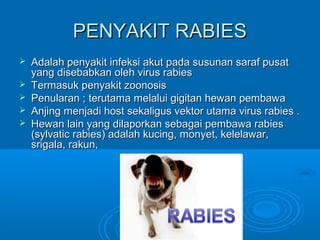 PPEENNYYAAKKIITT RRAABBIIEESS 
 AAddaallaahh ppeennyyaakkiitt iinnffeekkssii aakkuutt ppaaddaa ssuussuunnaann ssaarraaff ppuussaatt 
yyaanngg ddiisseebbaabbkkaann oolleehh vviirruuss rraabbiieess 
 TTeerrmmaassuukk ppeennyyaakkiitt zzoooonnoossiiss 
 PPeennuullaarraann ;; tteerruuttaammaa mmeellaalluuii ggiiggiittaann hheewwaann ppeemmbbaawwaa 
 AAnnjjiinngg mmeennjjaaddii hhoosstt sseekkaalliigguuss vveekkttoorr uuttaammaa vviirruuss rraabbiieess .. 
 HHeewwaann llaaiinn yyaanngg ddiillaappoorrkkaann sseebbaaggaaii ppeemmbbaawwaa rraabbiieess 
((ssyyllvvaattiicc rraabbiieess) aaddaallaahh kkuucciinngg,, mmoonnyyeett,, kkeelleellaawwaarr,, 
ssrriiggaallaa,, rraakkuunn,, 
 