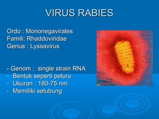 VVIIRRUUSS RRAABBIIEESS 
OOrrddoo :: MMoonnoonneeggaavviirraalleess 
FFaammiillii:: RRhhaaddddoovviirriiddaaee 
GGeennuuss :: LLyyssssaavviirruuss 
-- GGeennoomm :: ssiinnggllee ssttrraaiinn RRNNAA 
- BBeennttuukk sseeppeerrttii ppeelluurruu 
- UUkkuurraann :: 118800--755 nnmm 
- MMeemmiilliikkii sseelluubbuunngg 
 