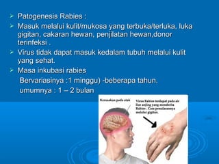  PPaattooggeenneessiiss RRaabbiieess :: 
 MMaassuukk mmeellaalluuii kkuulliitt//mmuukkoossaa yyaanngg tteerrbbuukkaa//tteerrlluukkaa,, lluukkaa 
ggiiggiittaann,, ccaakkaarraann hheewwaann,, ppeennjjiillaattaann hheewwaann,,ddoonnoorr 
tteerriinnffeekkssii .. 
 VViirruuss ttiiddaakk ddaappaatt mmaassuukk kkeeddaallaamm ttuubbuuhh mmeellaalluuii kkuulliitt 
yyaanngg sseehhaatt.. 
 MMaassaa iinnkkuubbaassii rraabbiieess 
BBeerrvvaarriiaassiinnyyaa ::11 mmiinngggguu)) --bbeebbeerraappaa ttaahhuunn.. 
uummuummnnyyaa :: 11 –– 22 bbuullaann 
 