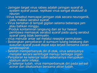- Jaringan target virus rabies adalah jjaarriinnggaann ssyyaarraaff ddii 
ssyysstteemm ssyyaarraaff ppuussaatt.. rreepplliikkaassii vviirruuss ssaannggaatt eekksskklluussiiff ddii 
nneeuurroonn 
--VViirruuss tteerrsseebbuutt mmeennccaappaaii jjaarriinnggaann oottaakk sseeccaarraa nneeuurrooggeenniikk,, 
yyaaiittuu mmaallaalluuii sseerraabbuutt ssyyaarraaff.. 
-- VViirruuss bbeerrttaahhaann ddii tteemmppaatt ggiiggiittaann sseellaammaa bbeebbeerraappaa jjaamm 
aattaauu bbaahhkkaann mmiinngggguu.. 
-- PPrroodduukk kkoonnttaammiinnaann llaannggssuunngg ddaarrii aaiirr lliiuurr hheewwaann 
ppeemmbbaawwaa mmeemmaassuukkii sseerraabbuutt ssyyaarraaff ppaaddaa uujjuunngg sseerraabbuutt 
ssyyaarraaff yyaanngg ttiiddaakk bbeerrmmyyeelliinn.. 
-- vviirruuss mmeennuullaarr aannttaarr sseell mmeellaalluuii rreesseeppttoorr ppeerrmmuukkaaaann.. 
-- SSeeddaannggkkaann ppeennyyeebbaarraann ddii ssuummssuumm ttuullaanngg bbeellaakkaanngg ddaann 
ssuussuunnaann ssyyaarraaff ppuussaatt ddaappaatt ssaajjaa tteerrjjaaddii bbeerrssaammaa ccaaiirraann 
sseerreebbrroossppiinnaall.. 
-- SSeetteellaahh mmeemmppeerrbbaannyyaakk ddiirrii ddii oottaakk,, vviirruuss sseellaannjjuuttnnyyaa 
mmeennjjaallaarr sseeccaarraa sseennttrriiffuuggaall mmeennuujjuu bbeerrbbaaggaaii oorrggaann.. 
-- PPeennjjaallaarraann kkee kkeelleennjjaarr lluuddaahh sseebbeennaarrnnyyaa mmeerruuppaakkaann 
ssttaaddiiuumm aakkhhiirr iinnffeekkssii,, 
-- DDii kkeelleennjjaarr lluuddaahh,, vviirruuss mmeemmppeerrbbaannyyaakk ddiirrii ppaaddaa sseell--sseell 
aacciinnaarr ddaann ddiikkeelluuaarrkkaann bbeerrssaammaa aalliirraann lluuddaahh.. 
 