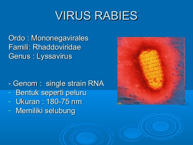 penyakit rabies