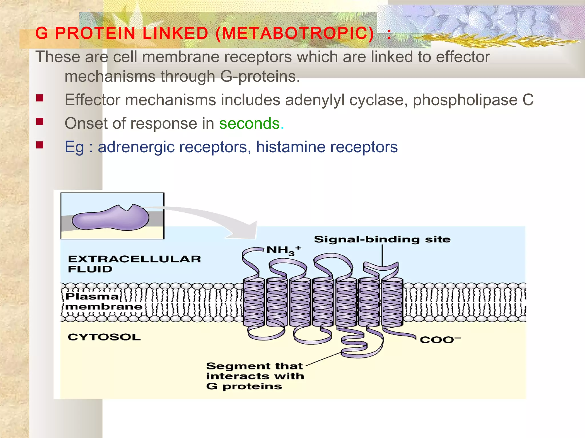 G PROTEIN LINKED (METABOTROPIC) :
These are cell membrane receptors which are linked to effector
mechanisms through G-proteins.
 Effector mechanisms includes adenylyl cyclase, phospholipase C
 Onset of response in seconds.
 Eg : adrenergic receptors, histamine receptors
 