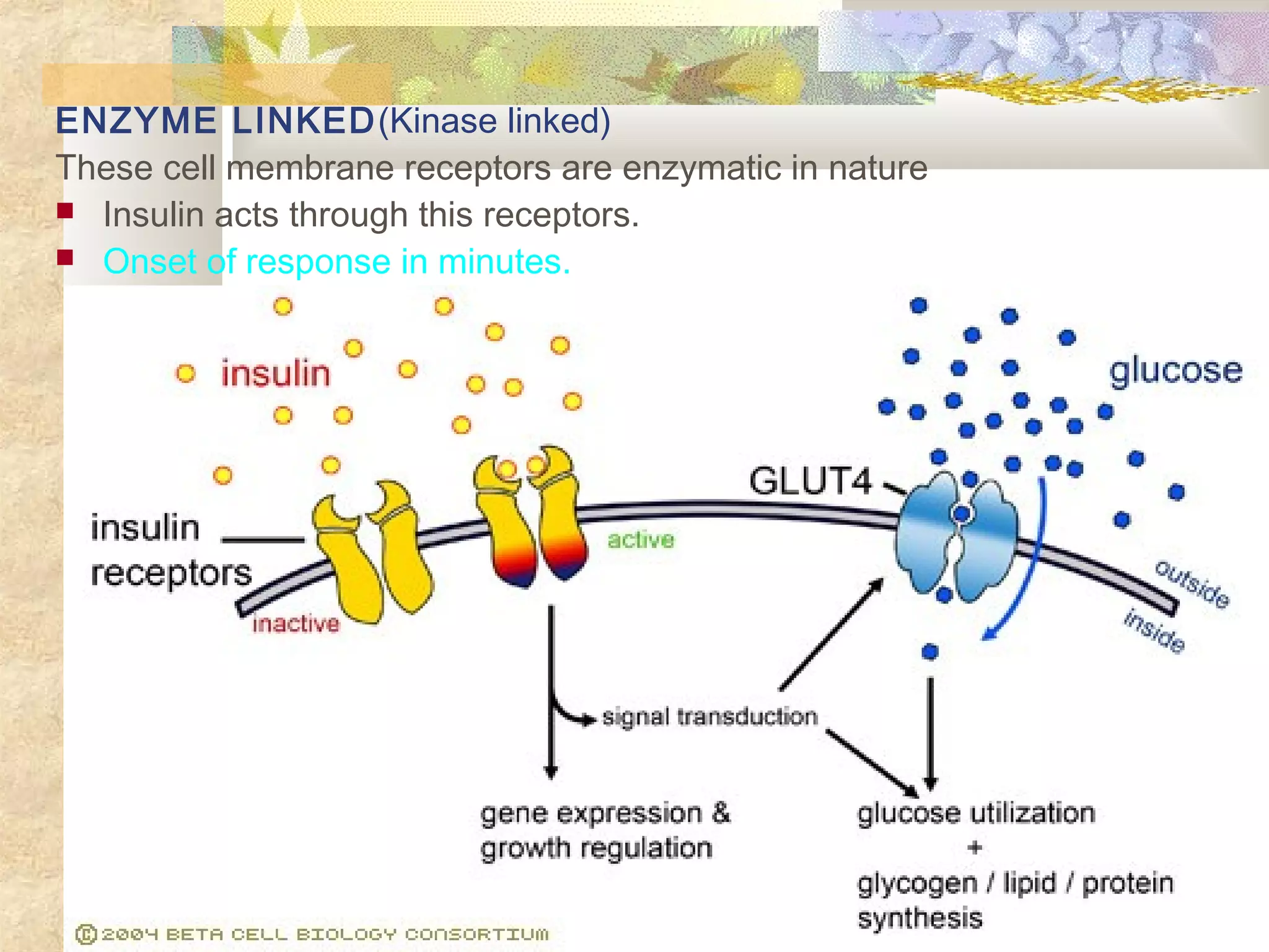 ENZYME LINKED(Kinase linked)
These cell membrane receptors are enzymatic in nature
 Insulin acts through this receptors.
 Onset of response in minutes.
 