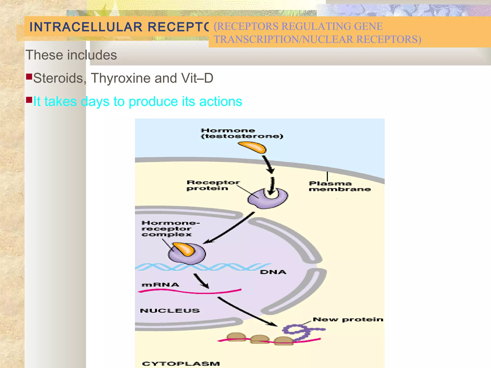 INTRACELLULAR RECEPTOR
These includes
Steroids, Thyroxine and Vit–D
It takes days to produce its actions
(RECEPTORS REGULATING GENE
TRANSCRIPTION/NUCLEAR RECEPTORS)
 