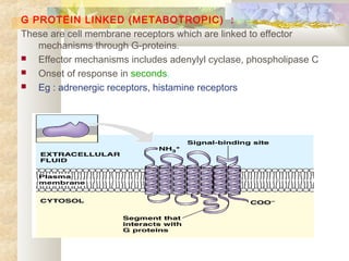 G PROTEIN LINKED (METABOTROPIC) :
These are cell membrane receptors which are linked to effector
mechanisms through G-proteins.
 Effector mechanisms includes adenylyl cyclase, phospholipase C
 Onset of response in seconds.
 Eg : adrenergic receptors, histamine receptors
 