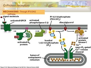 MECHANISMS: Through IP3-DAG
pathway
G-Protein receptors
 