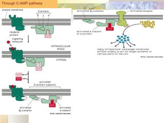 Through C-AMP pathway
 