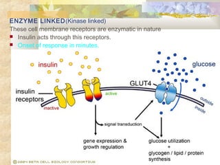 ENZYME LINKED(Kinase linked)
These cell membrane receptors are enzymatic in nature
 Insulin acts through this receptors.
 Onset of response in minutes.
 