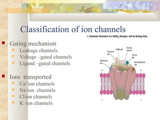 Classification of ion channels
 Gating mechanism
 Leakage channels
 Voltage –gated channels
 Ligand –gated channels
 Ions transported
 Ca2+
ion channels
 Na+
ion channels
 Cl-
ion channels
 K+
ion channels
 