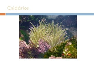 Cnidários  
