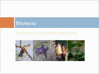 Tripoblásticos, très folhetos embrionários Bilateria  