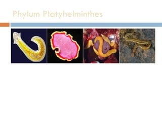 Phylum Platyhelminthes  