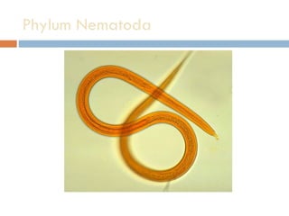 Phylum Nematoda  