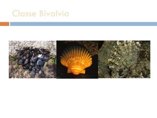 Classe Bivalvia  