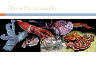 Classe Cephalopoda  
