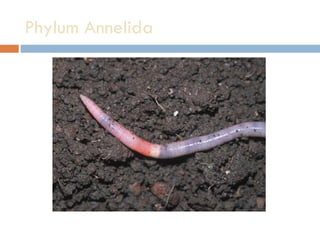 Phylum Annelida  
