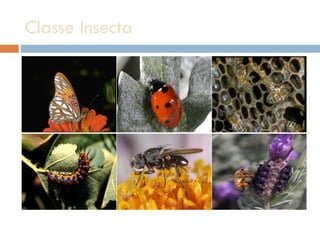 Classe Insecta  