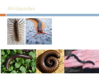 Miriápodes  