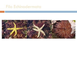 Filo Echinodermata 