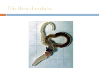 Filo Hemichordata 