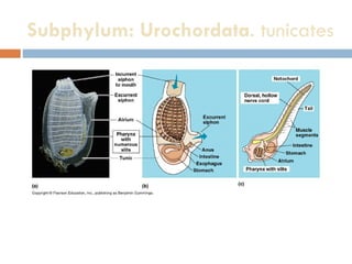 Subphylum: Urochordata . tunicates  