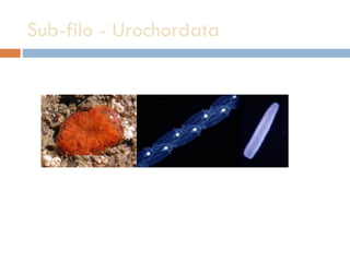 Sub-filo - Urochordata 