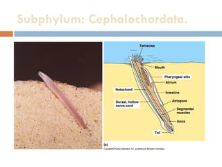Subphylum: Cephalochordata .  