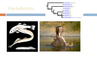 Vertebrata  