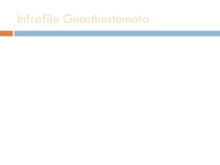 Infrafilo Gnasthostomata 