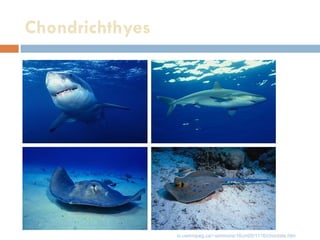 Chondrichthyes io.uwinnipeg.ca/~simmons/16cm05/1116/chordate.htm 