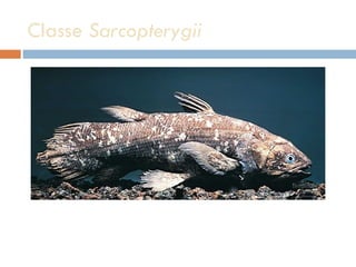 Classe  Sarcopterygii 