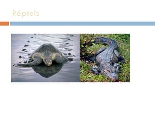 Répteis  