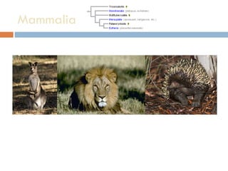 Mammalia 
