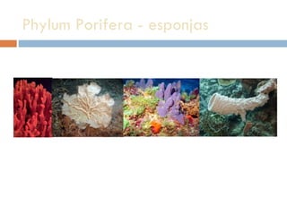 Phylum Porifera - esponjas 