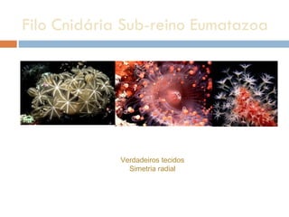 Filo Cnidária Sub-reino Eumatazoa Verdadeiros tecidos Simetria radial 