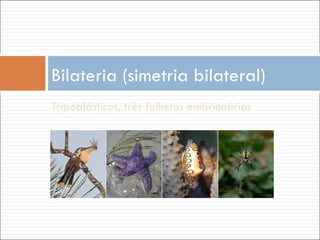 Tripoblásticos, très folhetos embrionários Bilateria (simetria bilateral)  