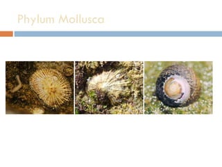 Phylum Mollusca  