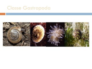 Classe Gastropoda 