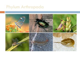 Phylum Arthropoda 