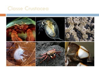 Classe Crustacea 