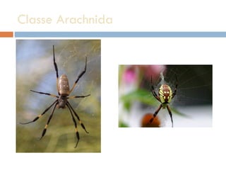 Classe Arachnida 