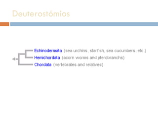 Deuterostómios  