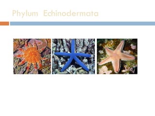 Phylum  Echinodermata 