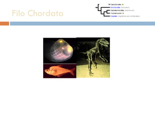 Filo Chordata 