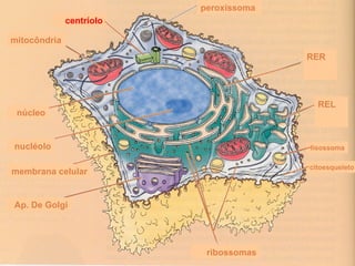 mitocôndria centríolo lisossoma REL citoesqueleto ribossomas Ap. De Golgi membrana   celular nucléolo núcleo peroxissoma RER 