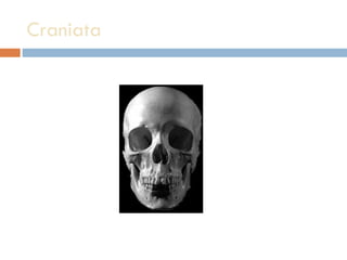 Craniata 