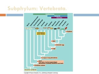 Subphylum: Vertebrata . 